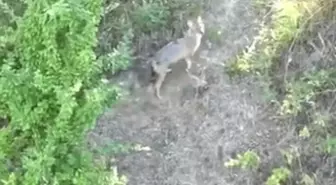 Dron ile Kurt Saldırısı Engellendi