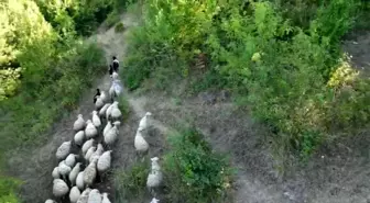 Bartın'da Dronla Kurt Saldırısı Önlenildi