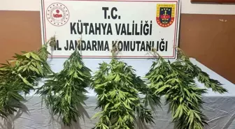 Kütahya'da Kenevir Operasyonu: 2 Gözaltı