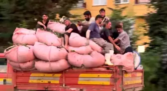 Rize'de Çay Dolusu Kamyonda Tehlikeli Seyahat