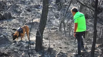 Manisa'da Yangınları Tespit Eden 'Ateş' Köpeği Göreve Başladı