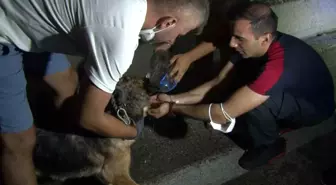 Bursa'da Orman Yangını: Mahsur Kalan Hayvanlar Kurtarıldı