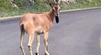 Giresun'da Dağ Keçisi Araçla Karşılaştı