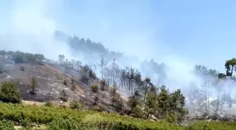 Bursa'nın İznik İlçesinde Orman Yangını Kontrol Altına Alındı