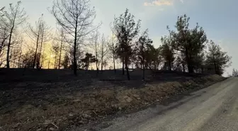 Kahramanmaraş'ta 500 Hektar Orman Yandı, Söndürme Çalışmaları Devam Ediyor