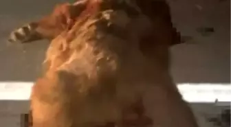 Kastamonu'da Kamyonet Anne Ayı ve Yavrularını Öldürdü