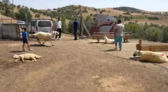 Kırıkkale'de 210 Küçükbaş Hayvan Gizemli Şekilde Telef Oldu