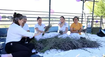 Lavanta ve Kekik Hasat Etkinliği Sandıklı'da Gerçekleşti