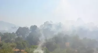 Nazilli'de Zeytinliklerde Yangın: 4 Hektar Alan Zarar Gördü