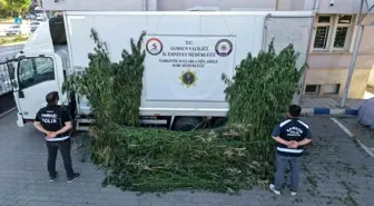 Samsun'da Ayçiçeği Tarlasından Kenevir Ele Geçirildi
