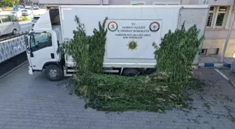 Samsun'da Ayçiçeği Tarlasından Kenevir Ele Geçirildi