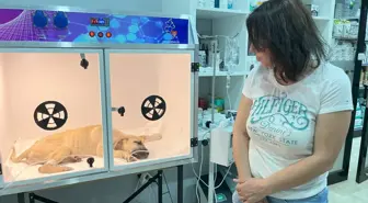 Yavru Köpeğe Uygulanan Şiddet Hayvanseverleri Üzüyor