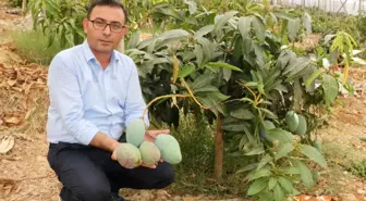 Alanya'da Yerli Mango Hasadı Başladı