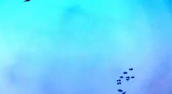 Ürdün ve BAE'den Gazze'ye Havadan İkmal Yardımları