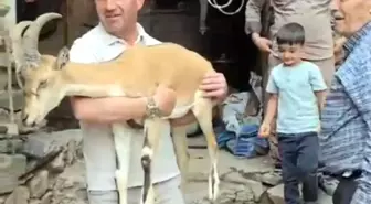 Yorgun Dağ Keçisi Bakıma Alındı