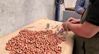 Zonguldak'ta Fındık Hasadı Tarihleri Belirlendi