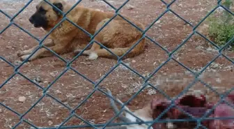 Harran Üniversitesi'nde Başka Başına Köpek Saldırısı: 2 Ceylan Öldürüldü