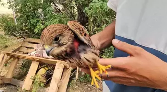 Yaralı Atmaca, Vatandaşın İnsani Duyarlılığıyla Kurtarıldı