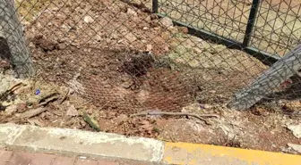 Harran Üniversitesi'nde Başlıbaşına Köpekler Ceylanları Parçaladı