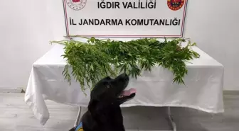 Iğdır'da Uyuşturucu Operasyonu: 5 Gözaltı, 1 Tutuklama