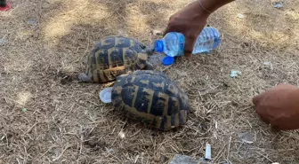 Kaplumbağalar Alevlerin Arasından Kurtarıldı