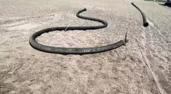 Gazipaşa'da Selinus Sahili'nde Kirlilik İle İlgili İnceleme Başlatıldı