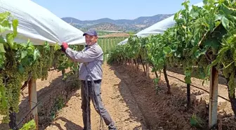 Sarıgöl'de Üzüm Bağları İçin Aşırı Sıcaklara Rağmen Örtü Altı Çalışmaları Devam Ediyor