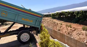 Manisa'nın Sarıgöl İlçesinde 2025 Şaraplık Üzüm Alımlarına Başlandı