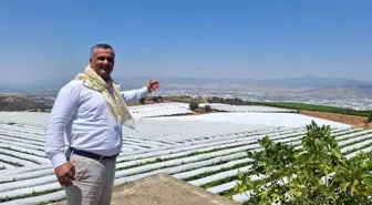 Sarıgöl Ovası'ndaki Üzüm Bağları Beyaz Gelinliğe Büründü