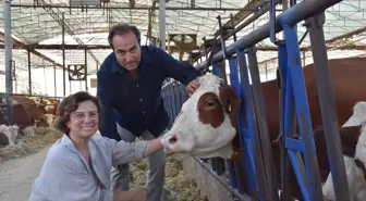 Veteriner Çiftin Süt Çiftliğinde Buzağılara İsim Verme Geleneği