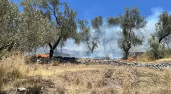 Balıkesir'de Tarım Arazisinde Yangın Kontrol Altına Alındı