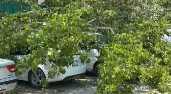 Bartın'da Devrilen Kavak Ağacı 4 Araçta Hasara Neden Oldu