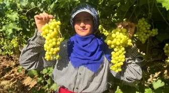 Denizli Buldan'da Turfanda Süperior Üzüm Hasadı Başladı
