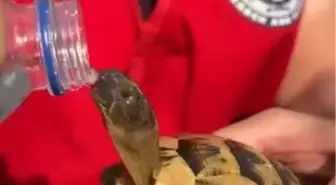 Yangınlardan Kaçan Hayvanlara Şefkat Eli