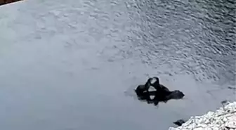 Erciş'te Nesli Tehlike Altındaki Su Samurları Görüntülendi