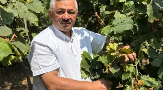 Ordu'da Fındık Rekoltesinde Ciddi Düşüş: 202 Bin Ton'dan 64 Bin Ton'a