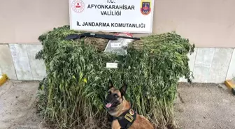 Afyonkarahisar'da Yasadışı Kenevir Ekimi Operasyonu