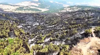 Karabük'te Yangın Sonrası Yeşil Alanlar Küllerle Kaplandı