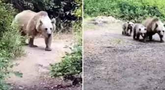 'Sakin olun saldırmaz' dedi, saniyeler sonra kabusu yaşadı