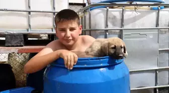 Minik Ali ve Yavru Kangalın Serinleme Yöntemi Viral Oldu