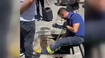 Yalova'da Anne Kedi ve Yavruları İtfaiye Ekipleri Tarafından Kurtarıldı