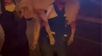Bursa'da Çıkan Orman Yangınları Hayvanları Tehdit Ediyor