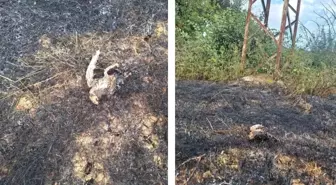 Yüksek gerilim hattına konan kuş yangına neden oldu