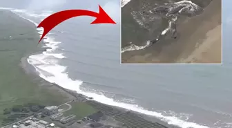 8.8'lik deprem sonrası Japonya'da balinalar karaya vurdu
