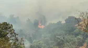 Aydın'da Tarım Arazisinde Çıkan Yangın Ormana Sıçradı