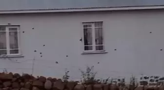 Bingöl'de Uzun Namlulu Silahlarla Ev Saldırısı