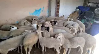 Denizli'de 25 Küçükbaş Hayvanı Çalan Dolandırıcılar Manisa'da Yakalandı