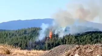 Denizli'nin Tavas İlçesinde Orman Yangını Çıktı