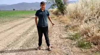 Aydın'da Yaban Domuzu İstilası Çiftçileri Zora Sokuyor