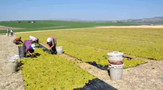 Manisa'da 2025 Üzüm Hasadı Erken Başladı